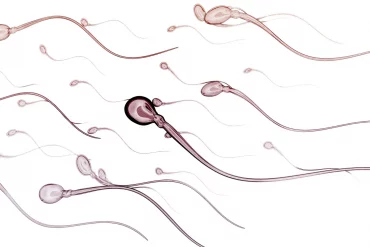 Kinderwunschbehandlung: Ein interessanter Einblick in die IVF-Behandlung
